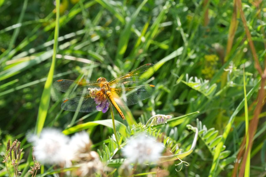 Photographe nature Montpellier