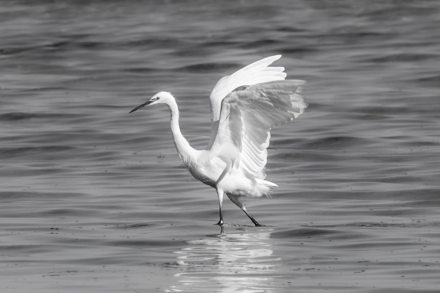 Photographe nature Montpellier