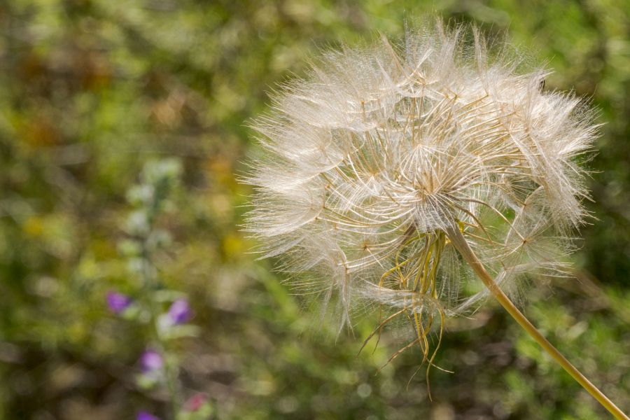 Photographe nature Montpellier