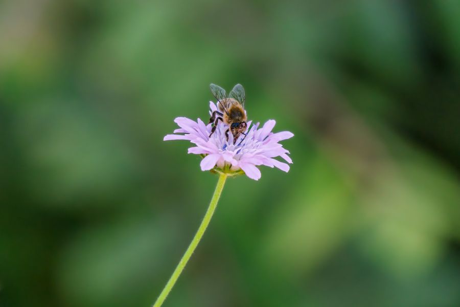 Photographe nature Montpellier