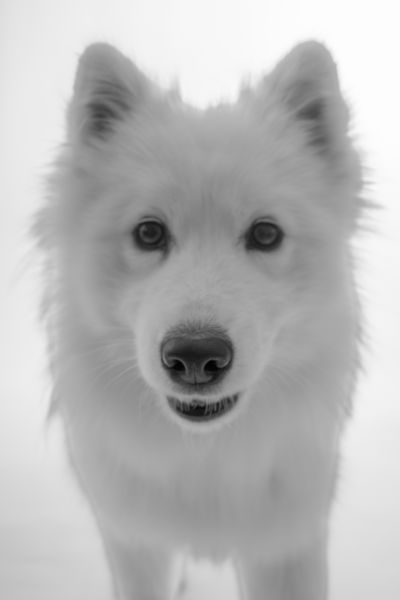 Photographe animaux chien Montpellier